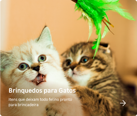 Pets Gatos